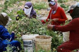 المفاهيم التقليدية تتحكم في مهنة النساء في الأردن، 20 إبريل 2021 (خليل مزرعاوي/ فرانس برس)